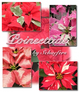 Poinsettia Collage
