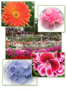 Spring Collage