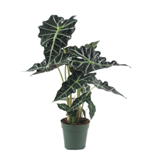 ALOCASIA