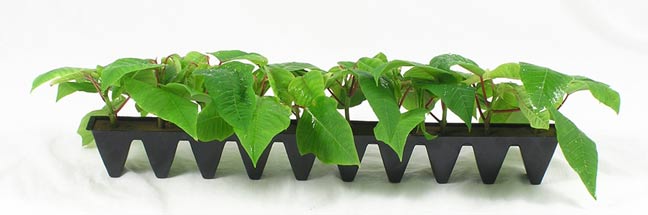 Poinsettia Cuttings