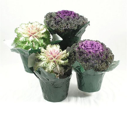 Ornamental Kale