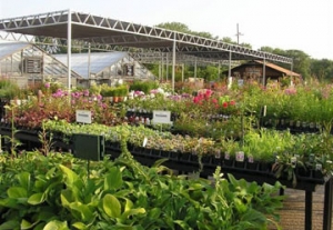 Perennials