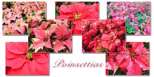 poinsettia collage