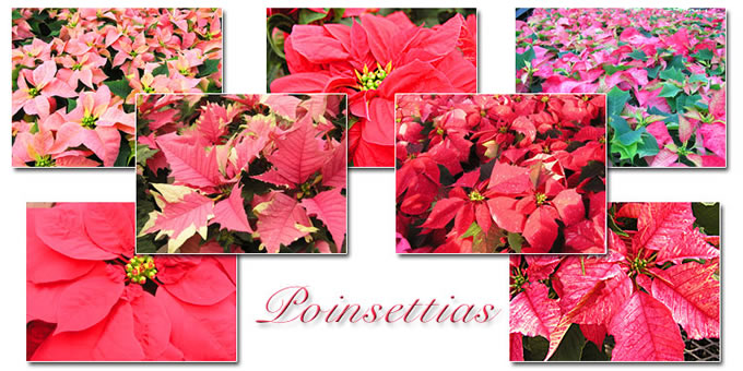 poinsettia collage