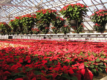 poinsettias