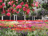 annuals