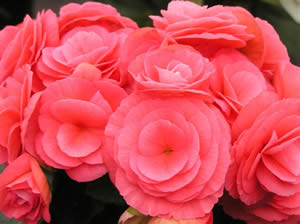 Begonia Pink