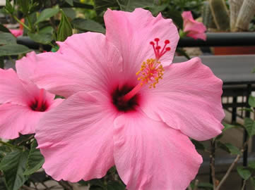 Hibiscus