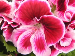 REGAL GERANIUMS