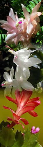 Christmas Cactus