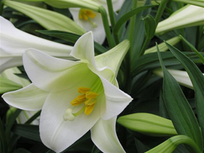 Easter lillies