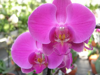 Orchids