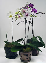 Orchids