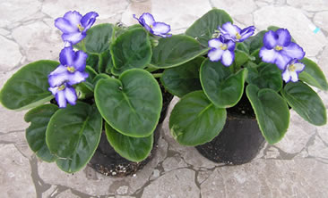 Violets